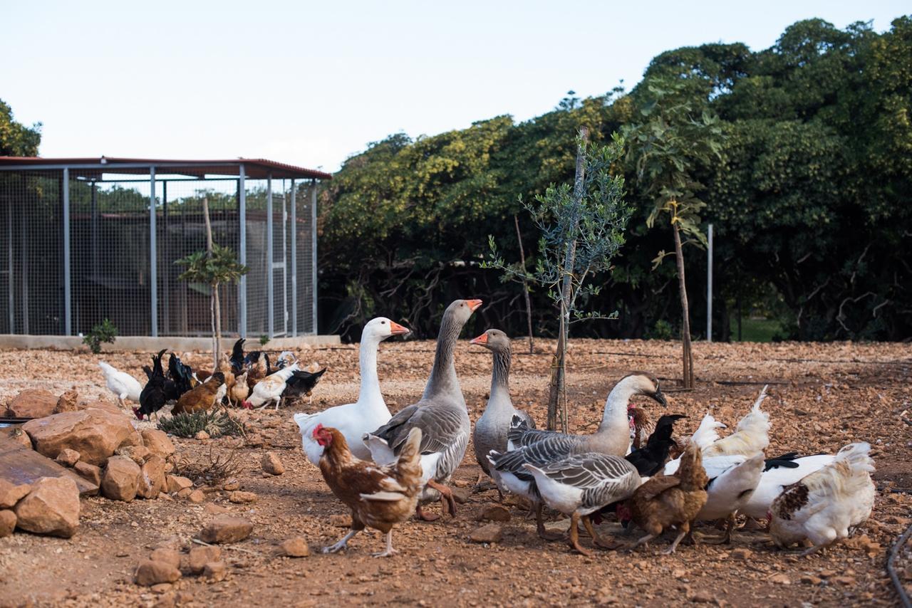 Azienda Agrituristica Tenuta Pizzolungo 에리체 외부 사진